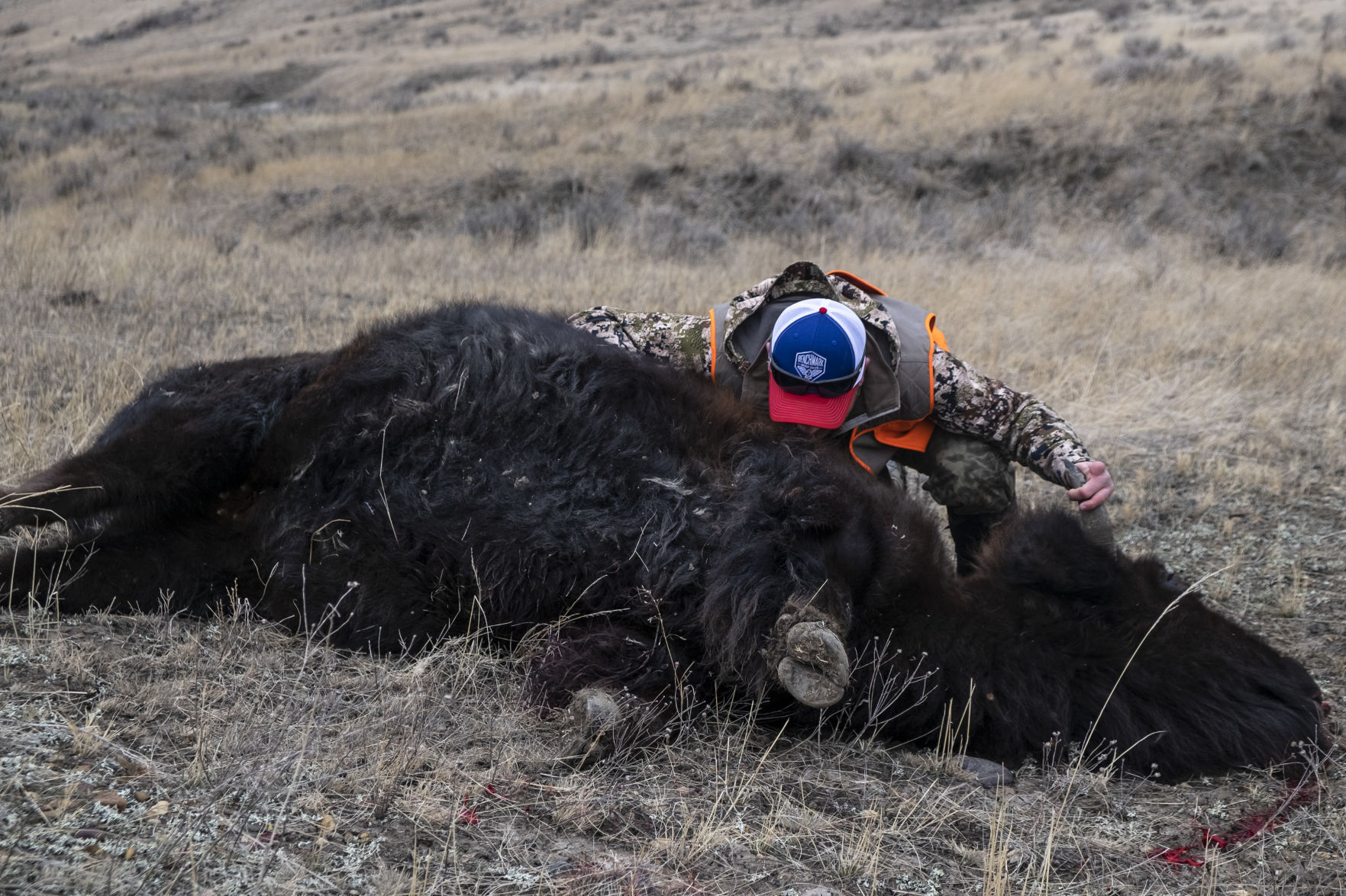 APR Bison Harvest